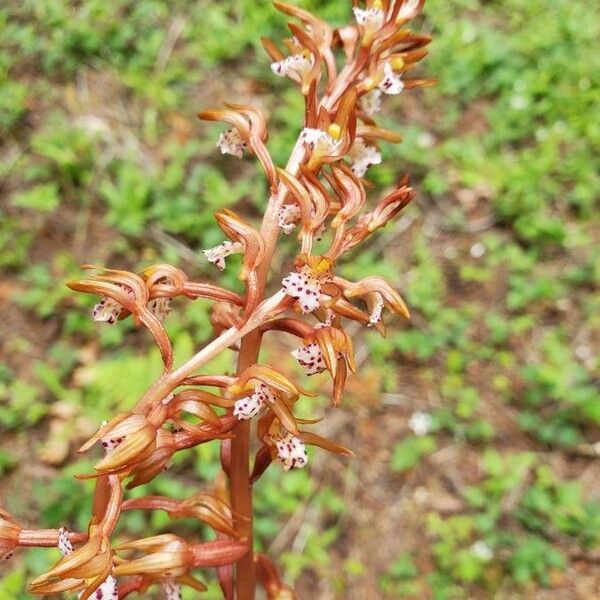 Corallorhiza maculata ফুল