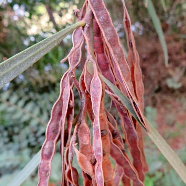 Acacia retinodes Gyümölcs