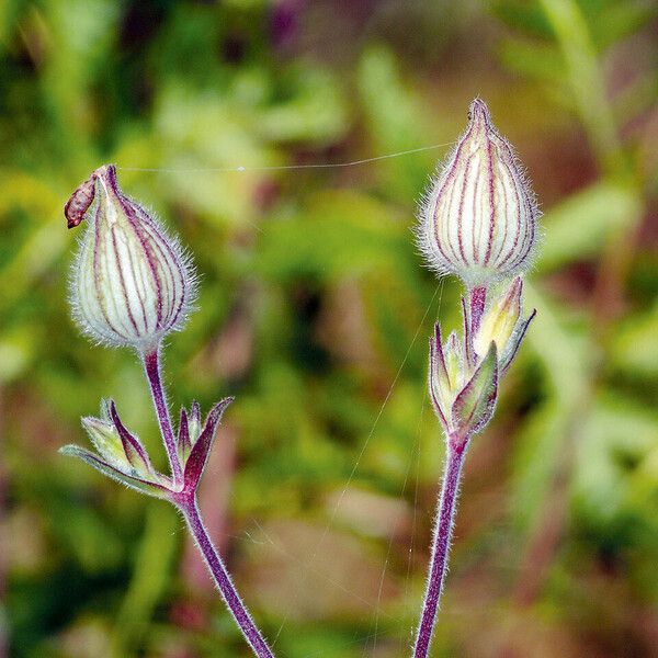 Silene conica Цвят