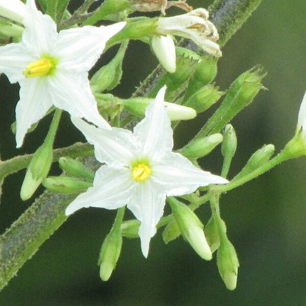Solanum torvum Λουλούδι