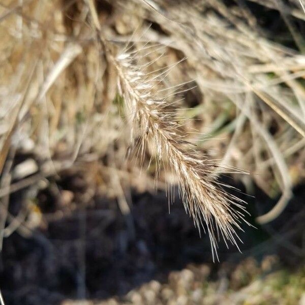 Elymus canadensis Froito