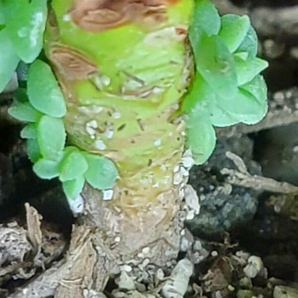 Sedum spathulifolium Bark