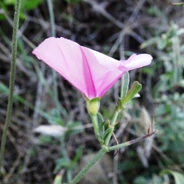 Convolvulus cantabrica Flor