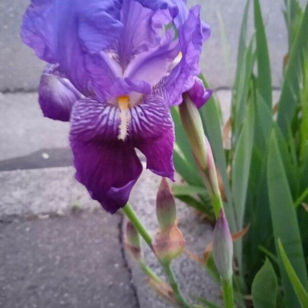 Iris × germanica Blüte