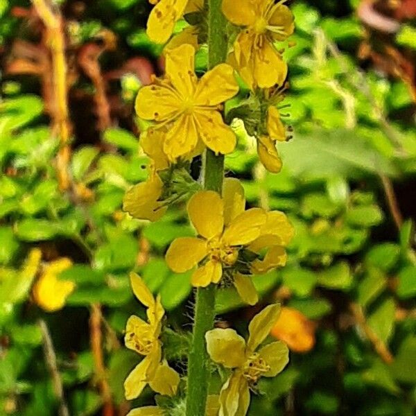 Agrimonia eupatoria Flower