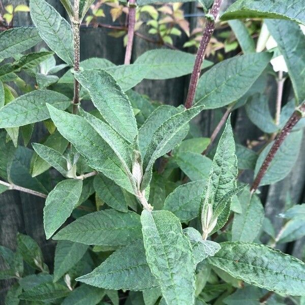 Buddleja davidii 葉