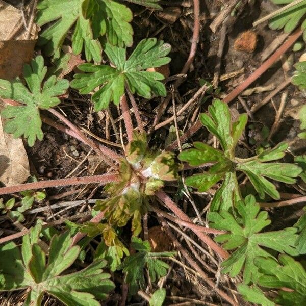 Geranium carolinianum Habitus