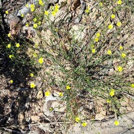 Linum maritimum Λουλούδι