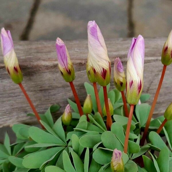 Oxalis adenophylla Flors