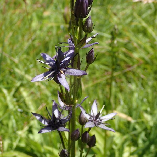 Swertia perennis Blüte