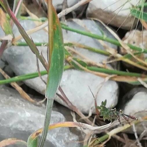 Bromus rubens पत्ता