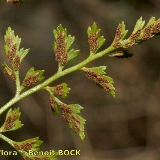 Asplenium cuneifolium Kita