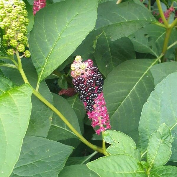 Phytolacca acinosa फूल