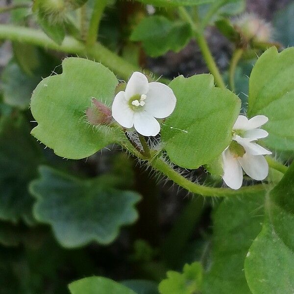 Veronica cymbalaria Flower