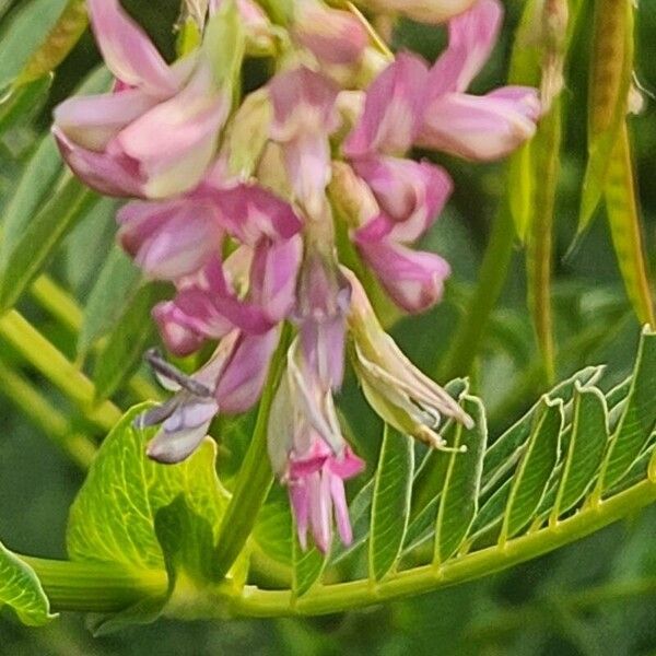 Astragalus atropilosulus Flower