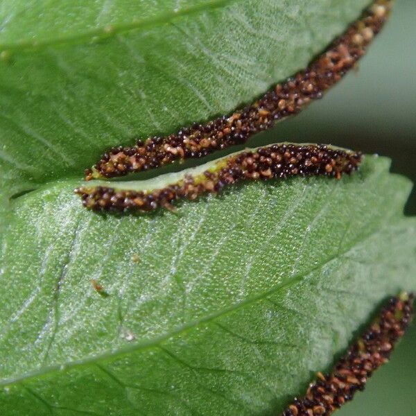 Pteris hamulosa Liść