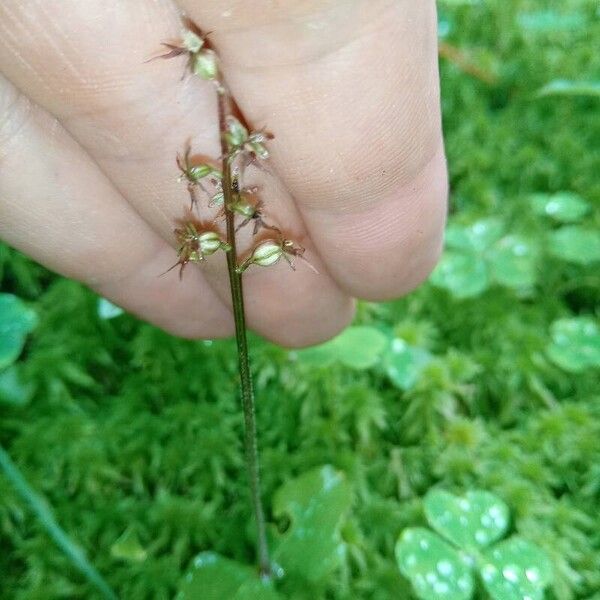 Neottia cordata Цвят