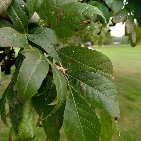 Alnus maritima Leaf