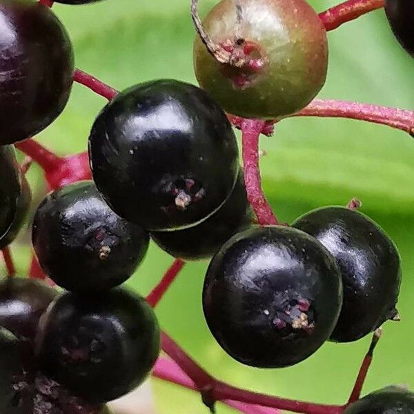 Sambucus nigra Frukt