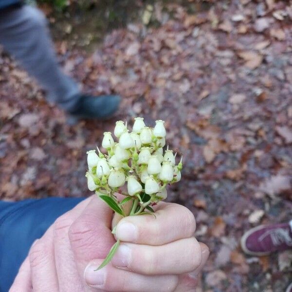 Pieris japonica Flower