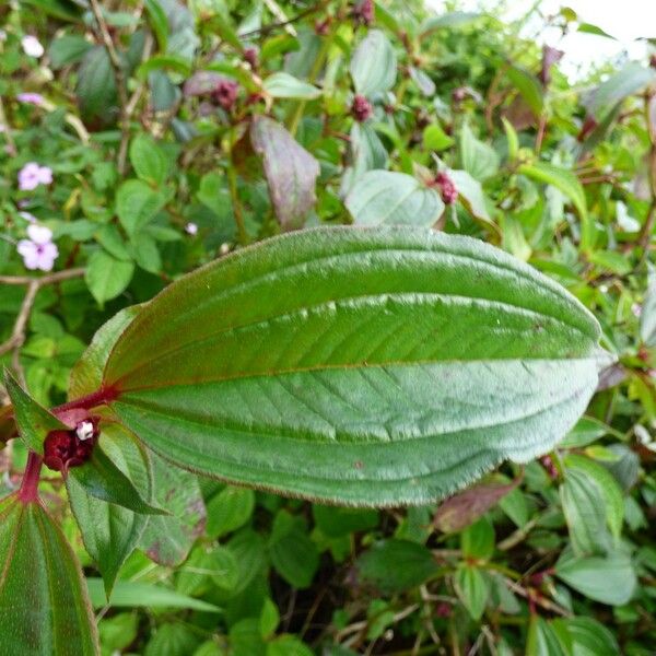 Tristemma mauritianum Leaf