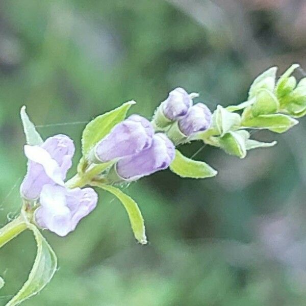 Scutellaria lateriflora Fiore