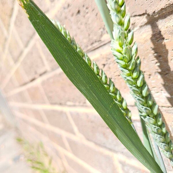 Triticum aestivum Листок