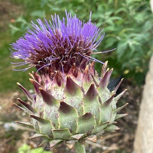 Cynara cardunculus Virág