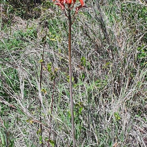 Aloe amudatensis Flower