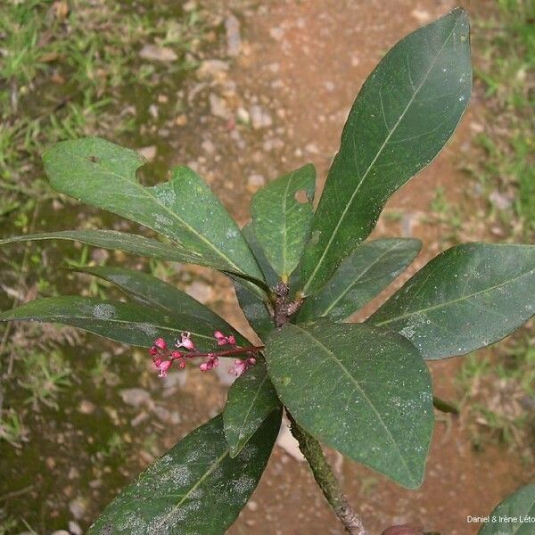 Acropogon aoupiniensis Habit