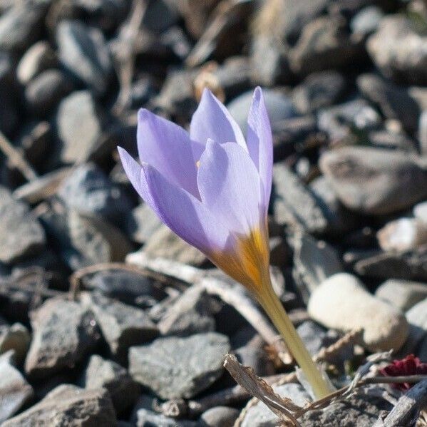 Crocus biflorus Blomma