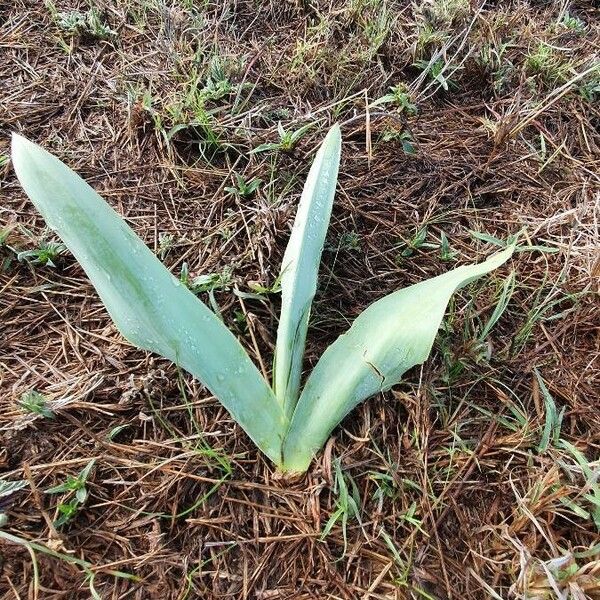 Drimia altissima Leaf