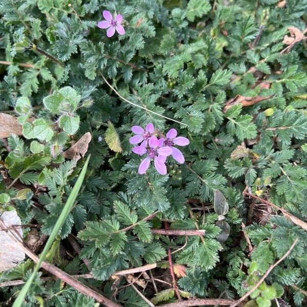 Erodium cicutarium Lorea