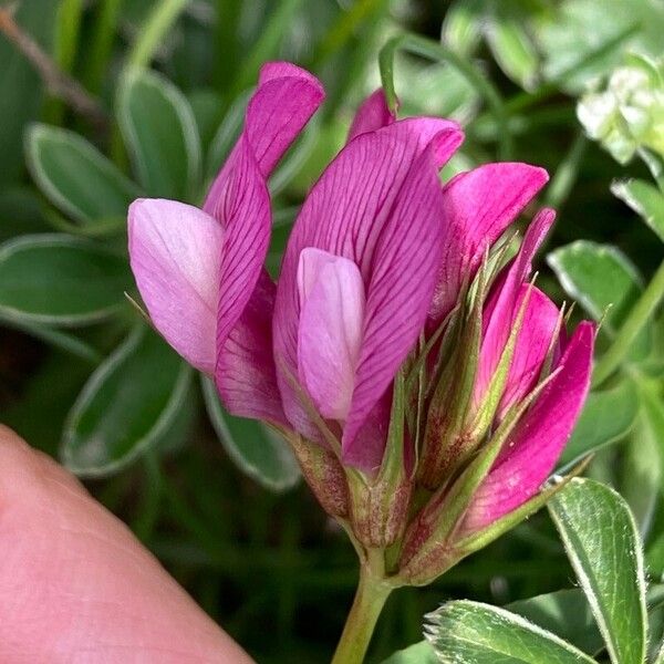 Trifolium alpinum Flower