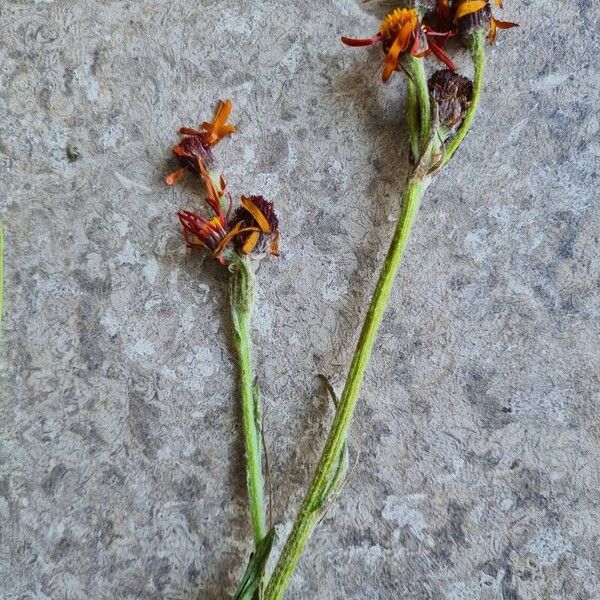 Tephroseris integrifolia Blomst