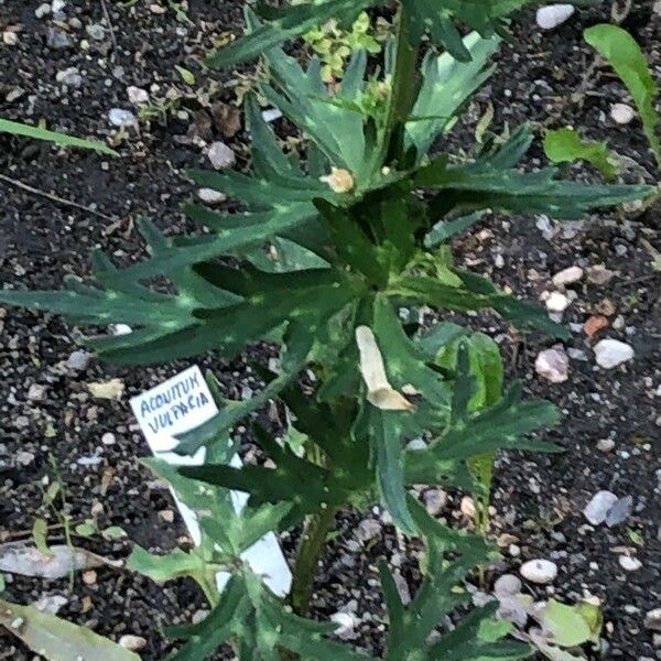 Aconitum vulparia Yaprak