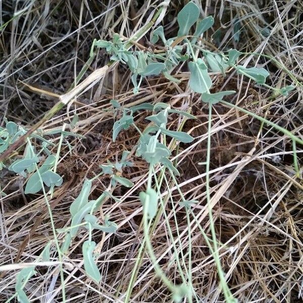 Crambe filiformis 葉