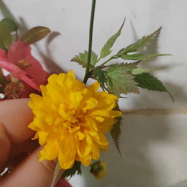 Kerria japonica Flor