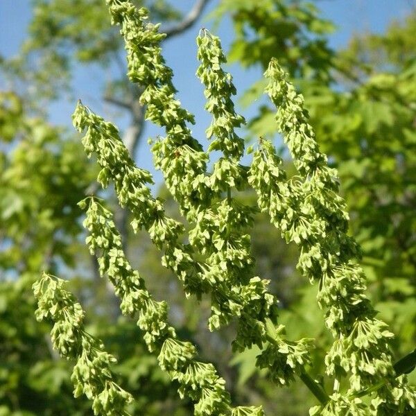 Rumex verticillatus عادت