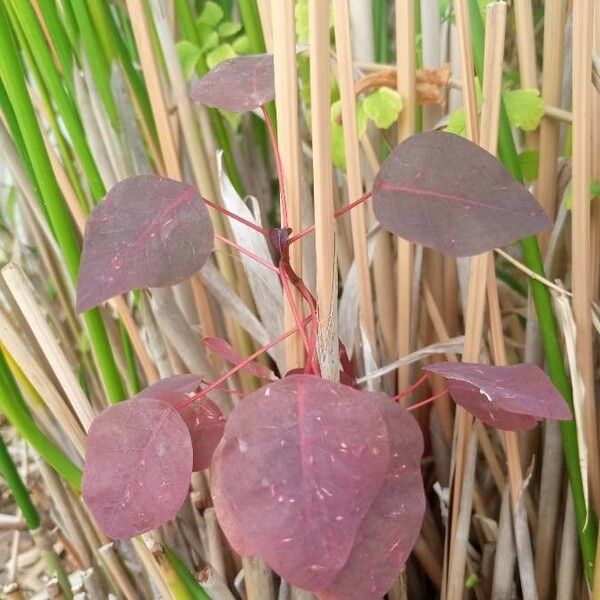 Euphorbia cotinifolia Лист