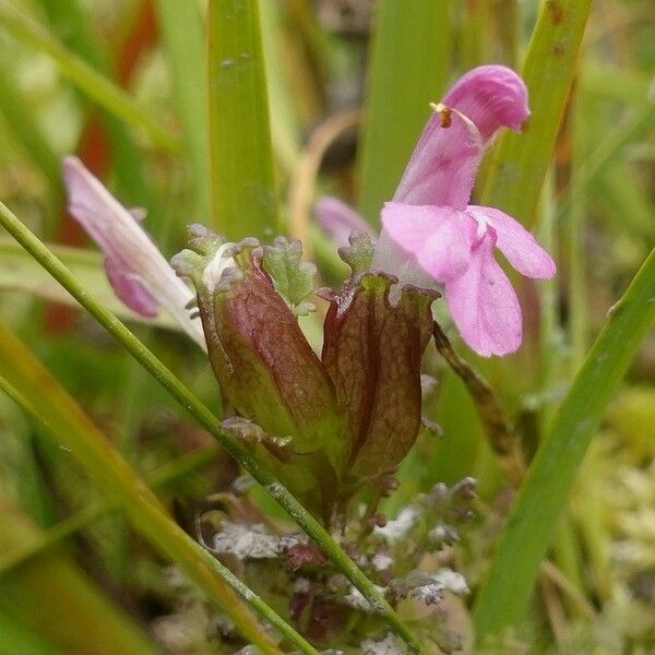 Pedicularis sylvatica ᱵᱟᱦᱟ