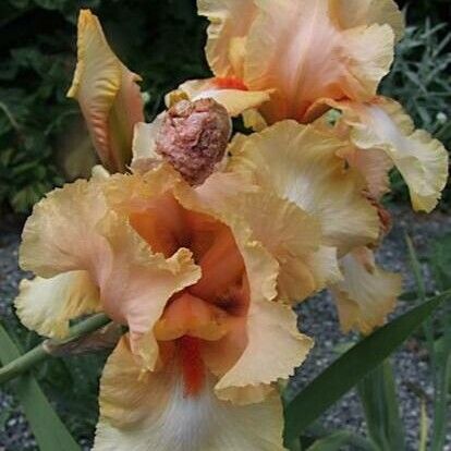 Iris barbatula Õis