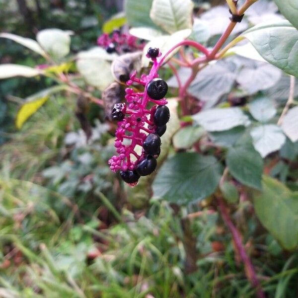 Phytolacca americana Vrucht