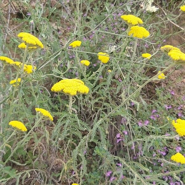 Achillea coarctata Квітка