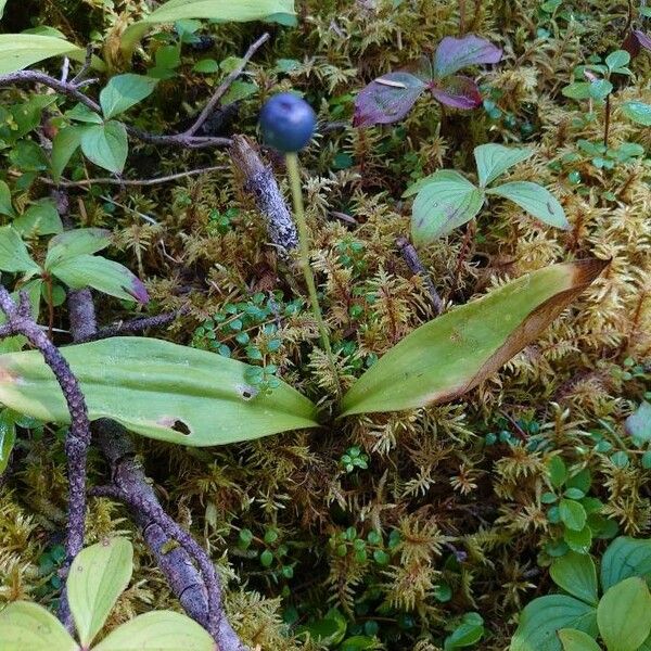 Clintonia borealis Лист