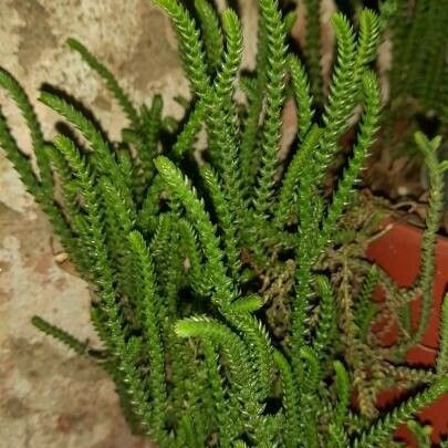 Crassula muscosa Лист