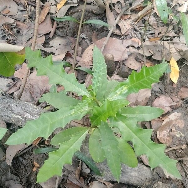 Acanthus ilicifolius Leaf