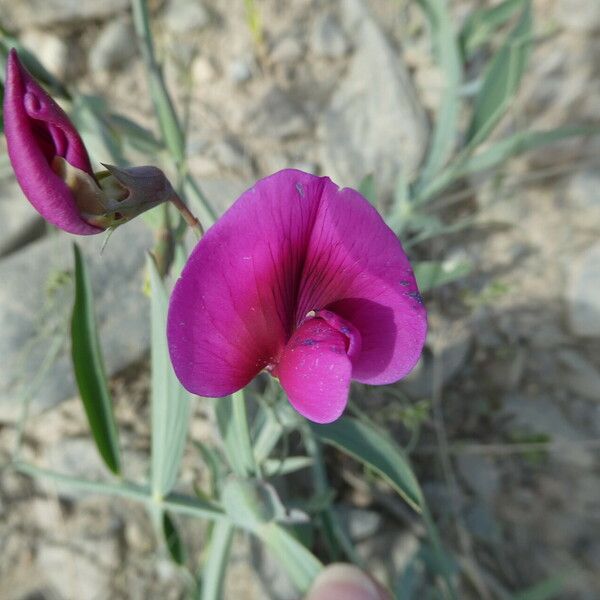 Lathyrus tingitanus Blüte