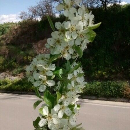 Pyrus spinosa Flower