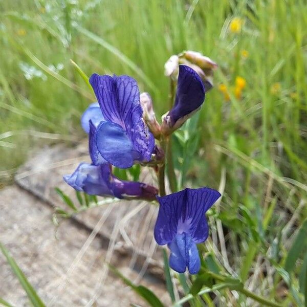 Vicia onobrychioides Blüte